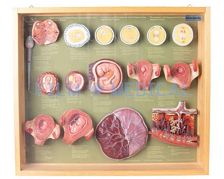 Framed  Embryo Model